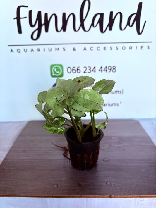 Arrowhead plant