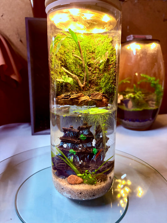 Shipwreck-themed jar paludarium with LED lights, treated bamboo lid, and preserved moss – battery operated mini ecosystem
