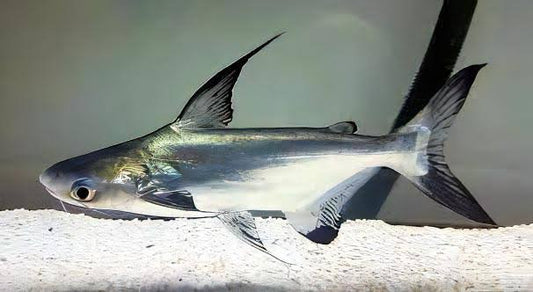 Hi Fin Shark