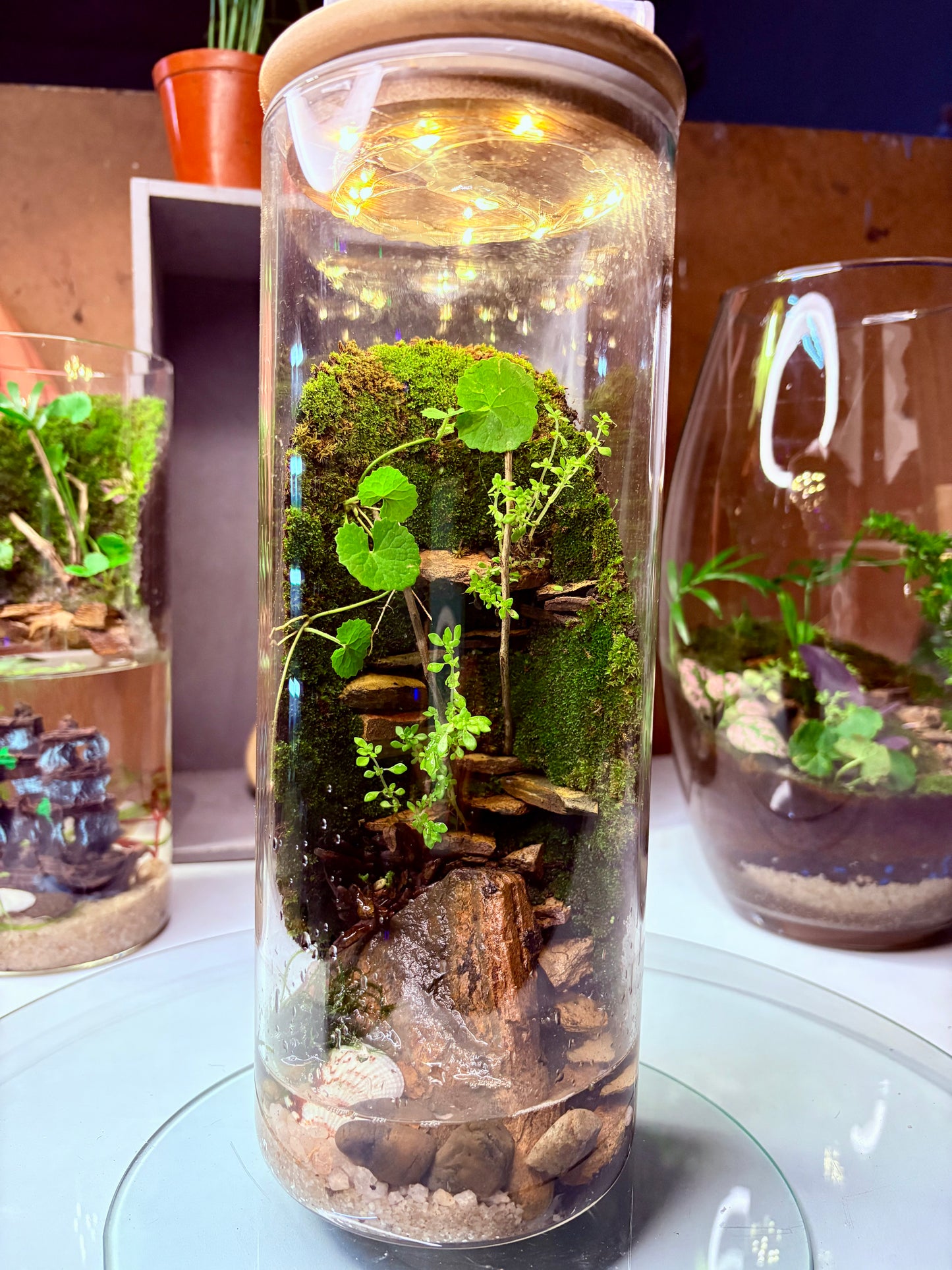 🌿 Zari – Paludarium - LED Light