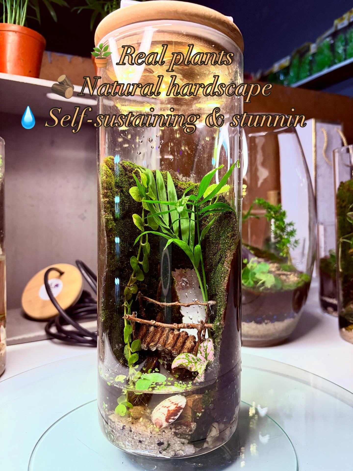 🌿 Zari – Paludarium - LED Light