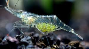 Ghost shrimp for sale bluff Durban 