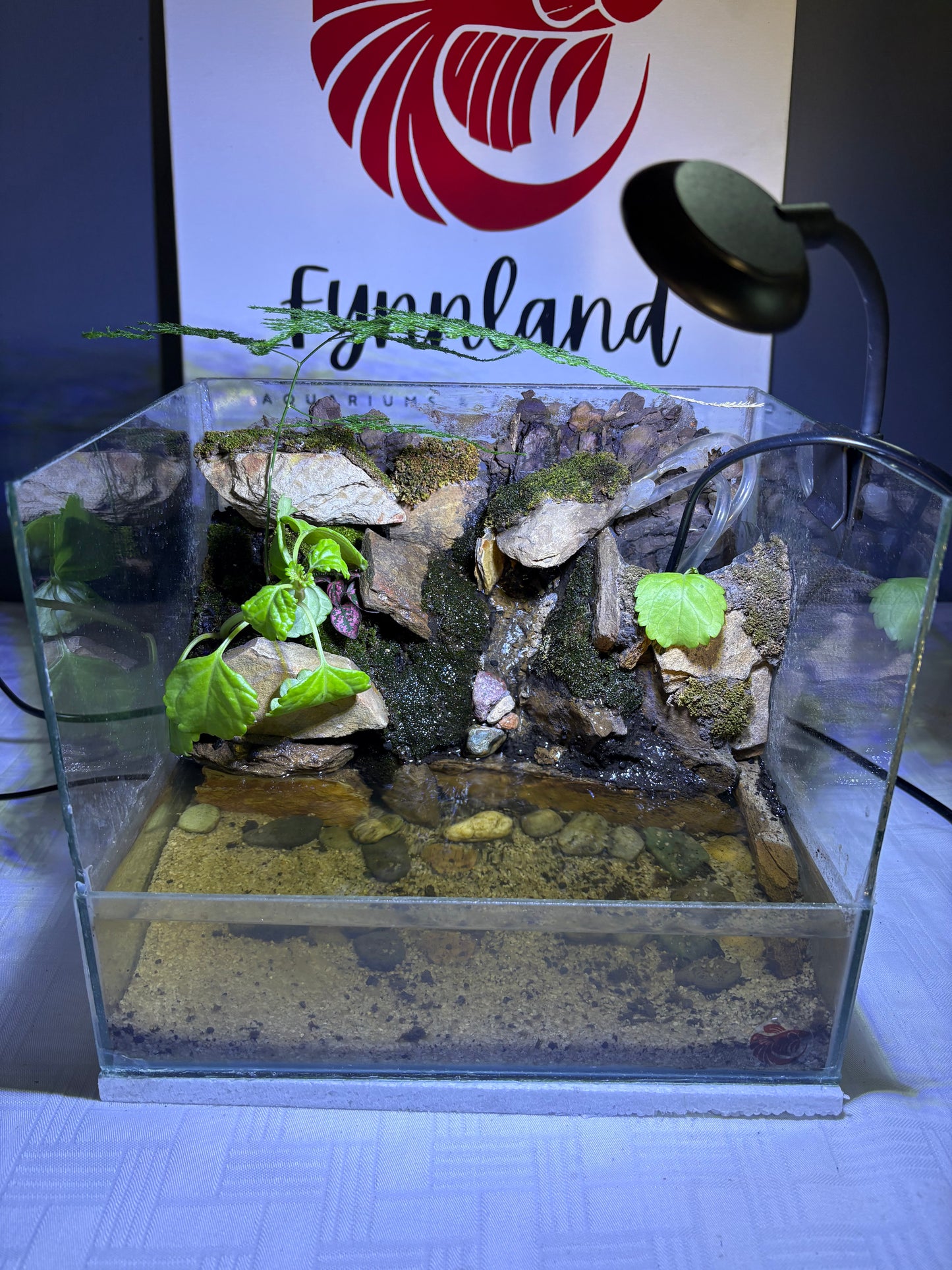 🌿 Mvelo – Ready-Made Paludarium with Waterfall & LED Light