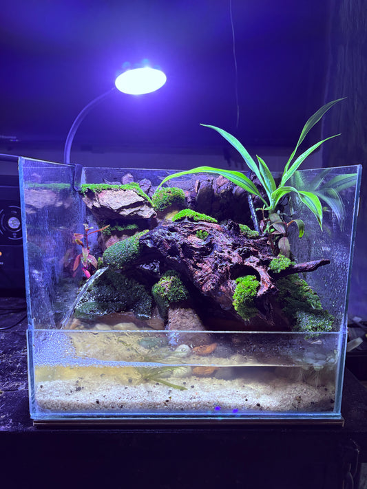 🌿 Mvelo – Ready-Made Paludarium with Waterfall & LED Light