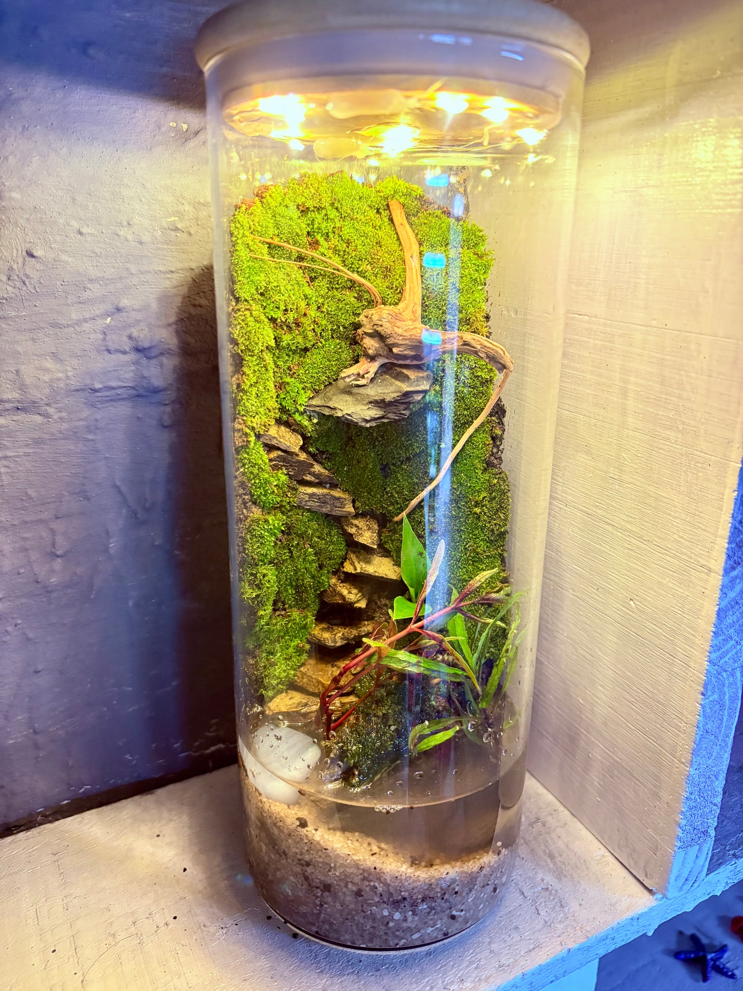 🌿 Zari – Paludarium - LED Light