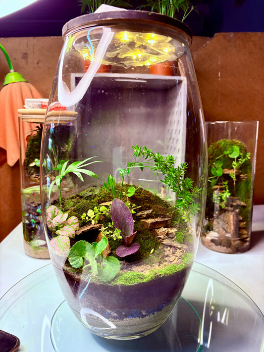 Thabile – Ready-Made Terrarium with LED Light
