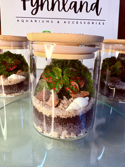 Zola – Petite Ready-Made Terrarium Jar