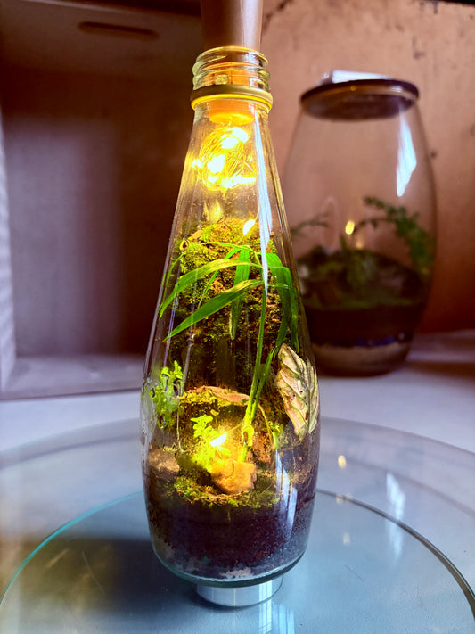 Handcrafted glass bottle terrarium with cork lid and LED fairy lights – FynnLand Aquariums