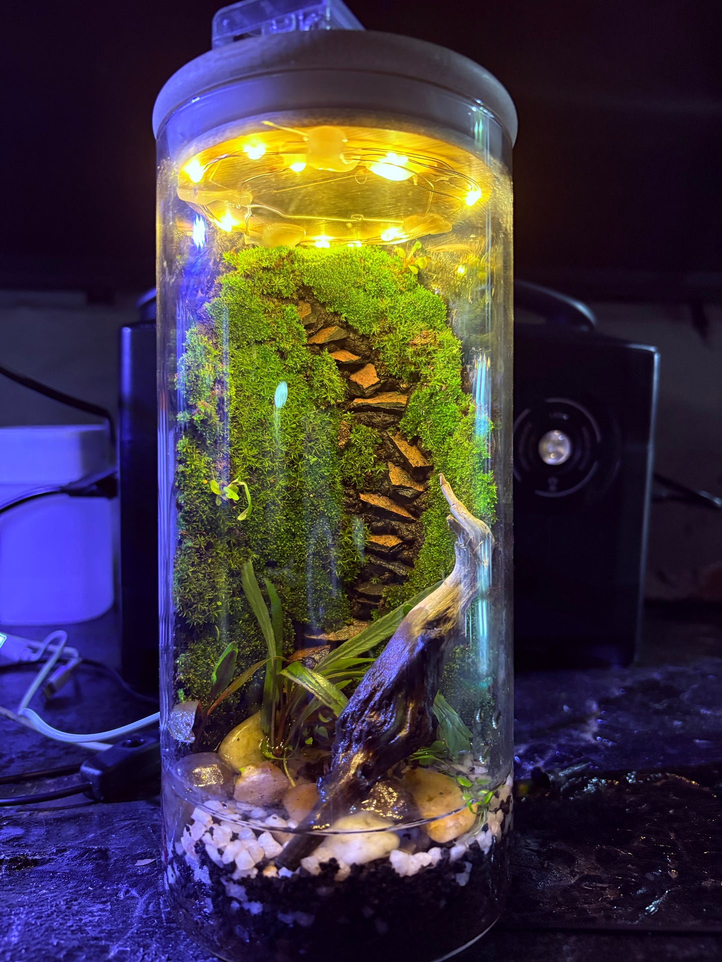 🌿 Zari – Paludarium - LED Light