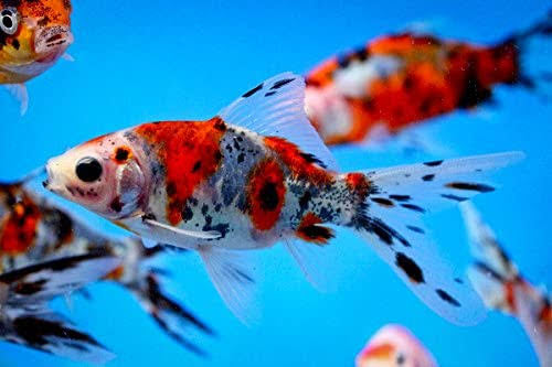 Shubunkin Goldfish