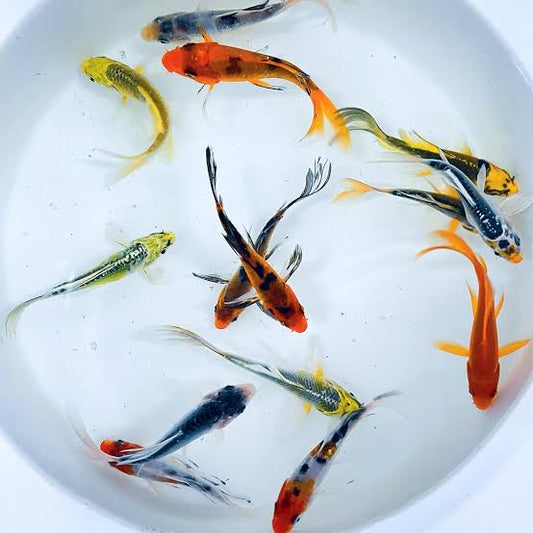 Butterfly Koi