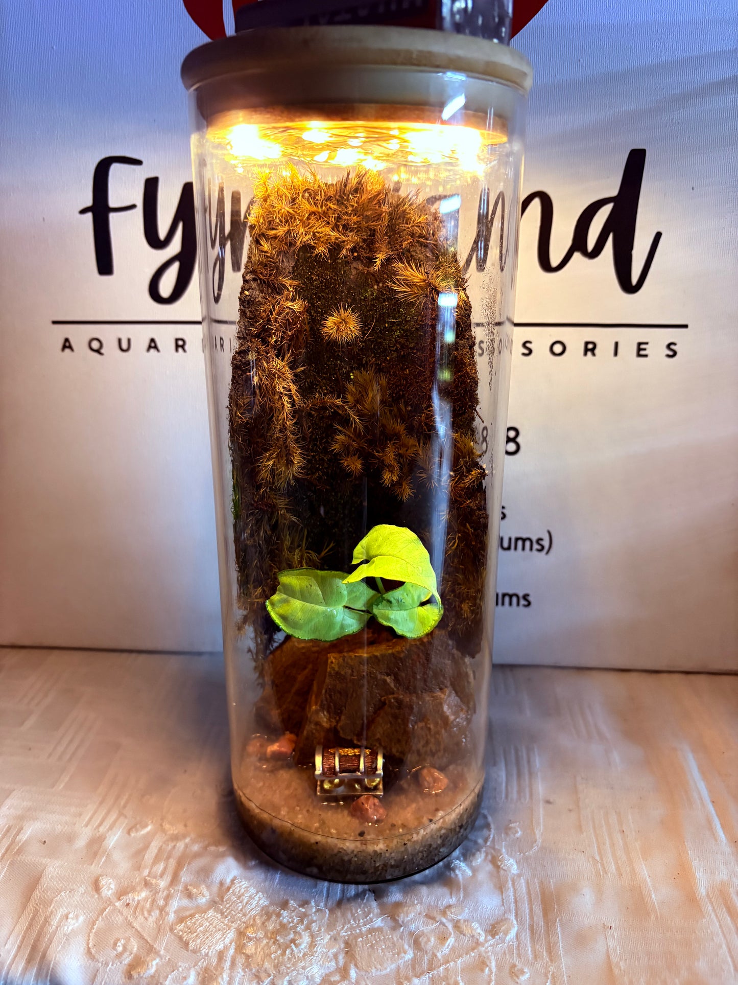 🌿 Zari – Paludarium - LED Light